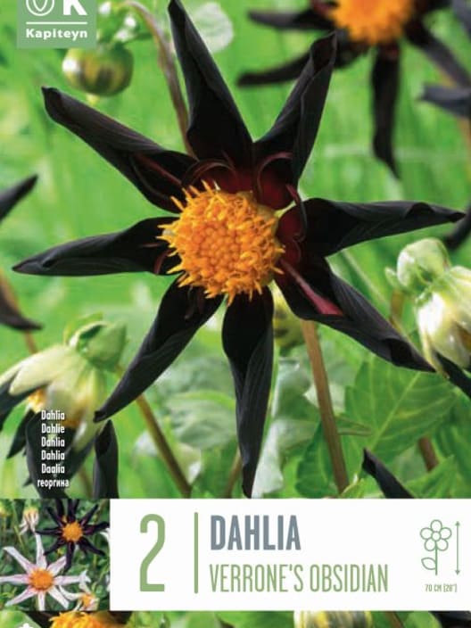 Bulbos de Dahlia 'Verrone's Obsidian'