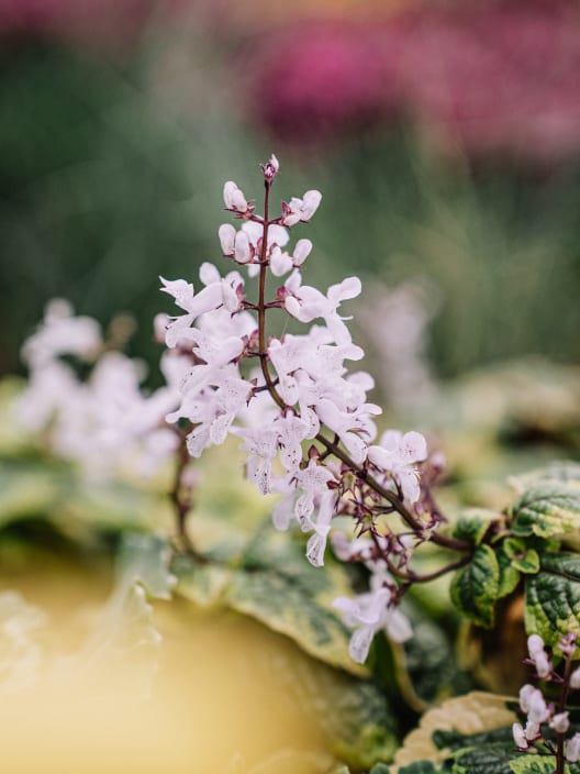 Plectranthus ciliatus 'Easy Gold' (Planta del Dinero)