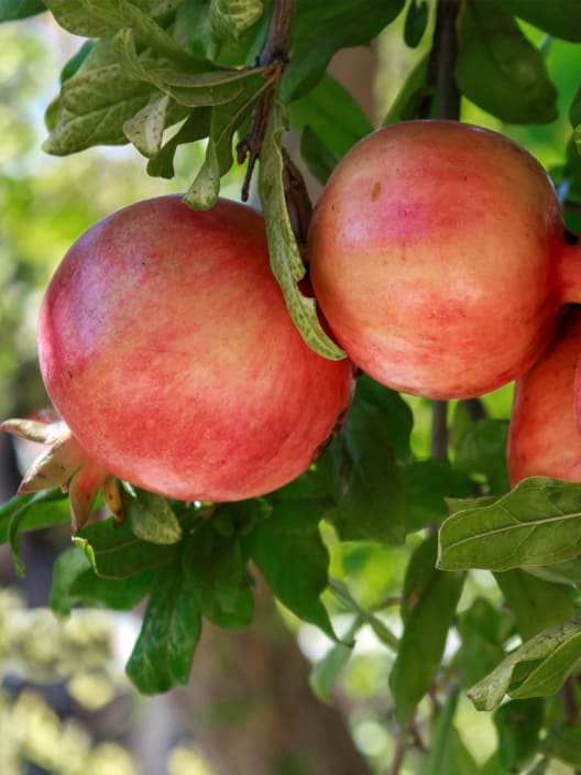 Granado 'Tendral' (Punica granatum)