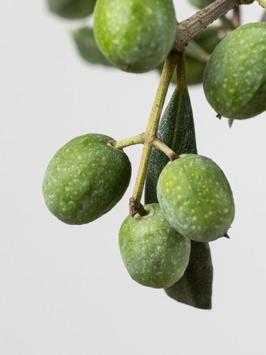 Bonsai Olivo (Olea europaea)