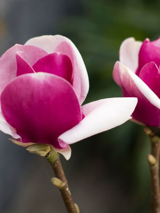 Magnolia 'Cameo'
