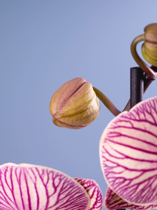 Orquídea Phalaenopsis 'Golden Leopard'