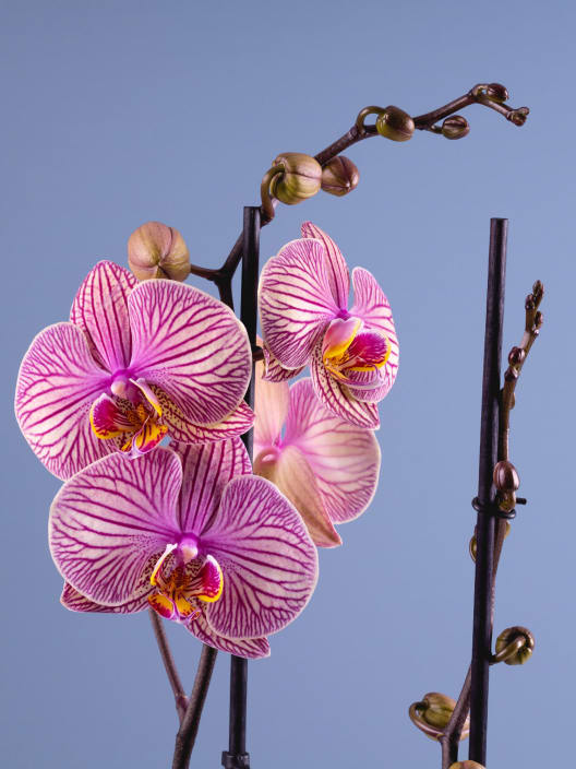 Orquídea Phalaenopsis 'Golden Leopard'