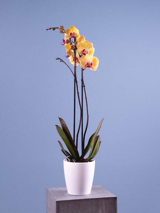 Orquídea Phalaenopsis 'Goldion'