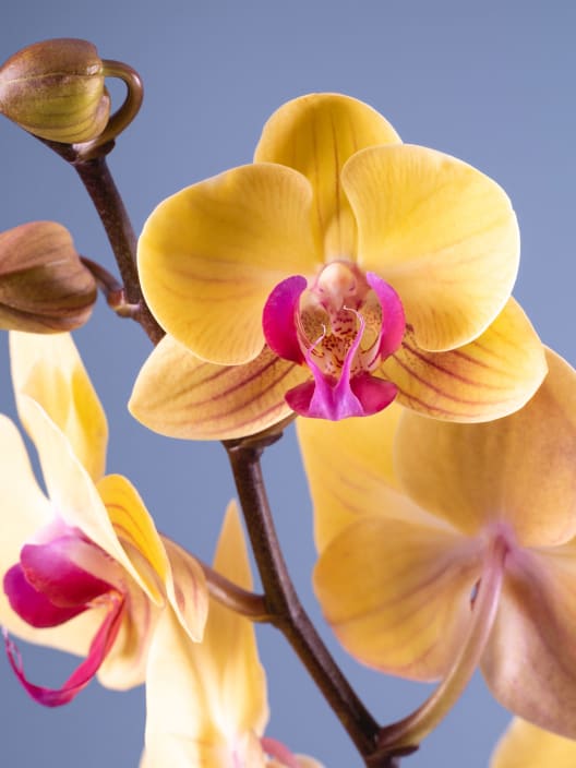Orquídea Phalaenopsis 'Goldion'
