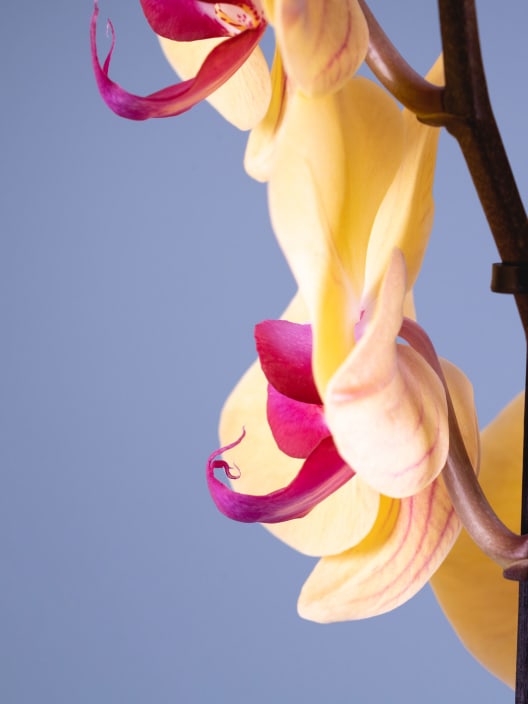 Orquídea Phalaenopsis 'Goldion'