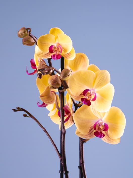 Orquídea Phalaenopsis 'Goldion'