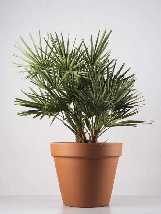 Chamaerops humilis (Palmito)