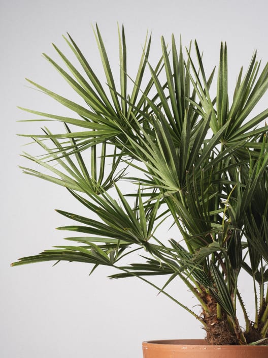 Chamaerops humilis (Palmito)