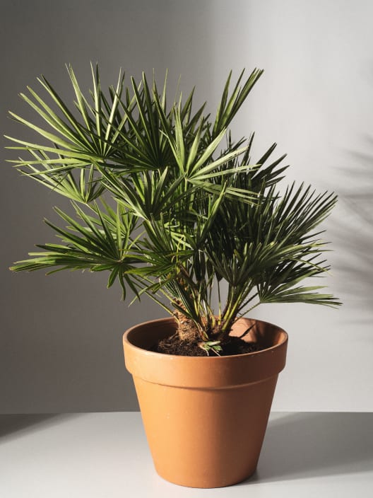 Chamaerops humilis (Palmito)