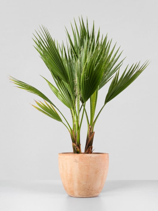 Washingtonia robusta