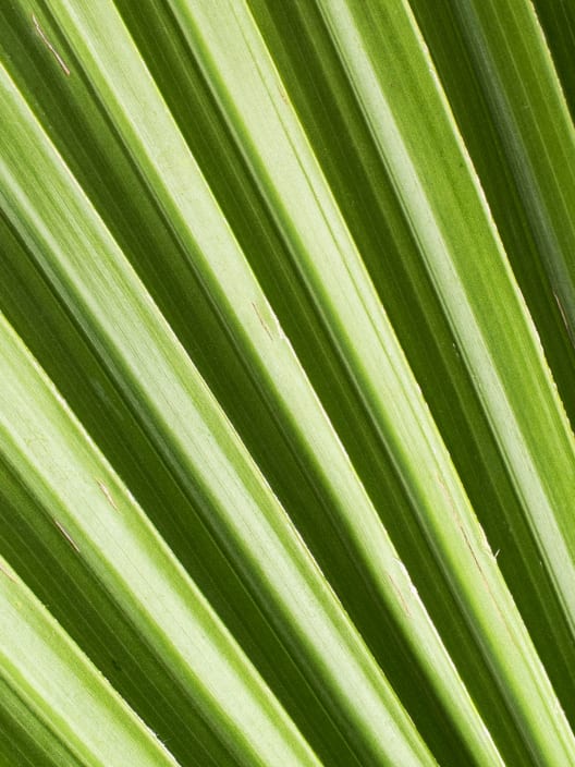 Washingtonia robusta