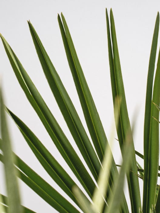 Chamaerops humilis (Palmito)