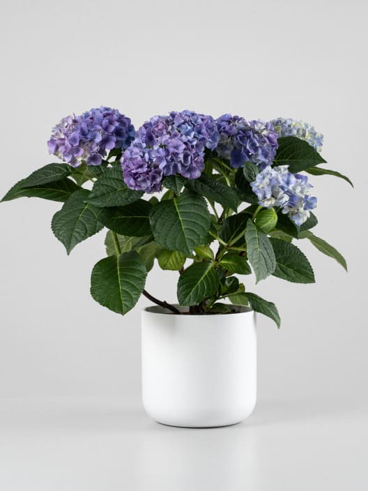 Hortensia de Interior mini