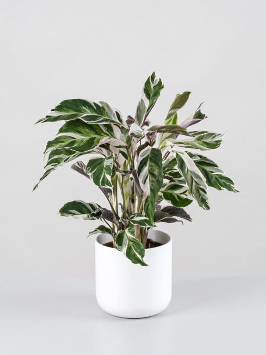 Calathea lietzei 'Fusion White'