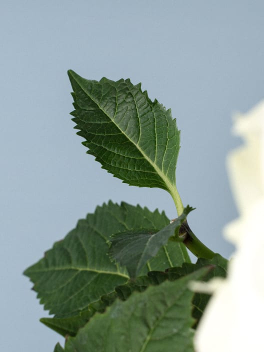 Hortensia de Interior blanca