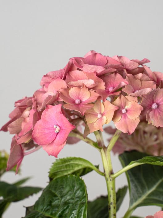 Hortensia de Interior rosa oscuro