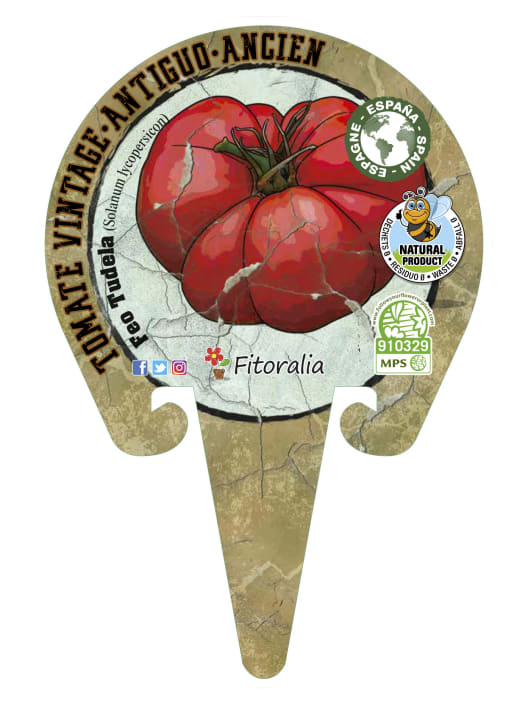 Tomate Feo Tudela - Planta de huerto