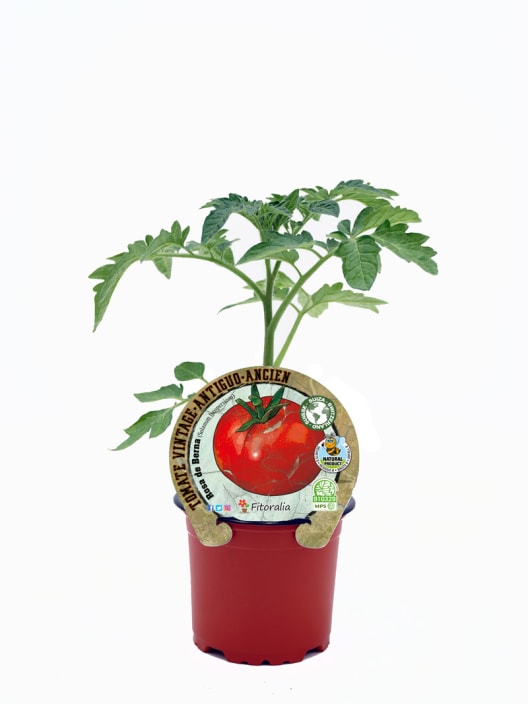 Tomate Rosa de Berna - Planta de huerto