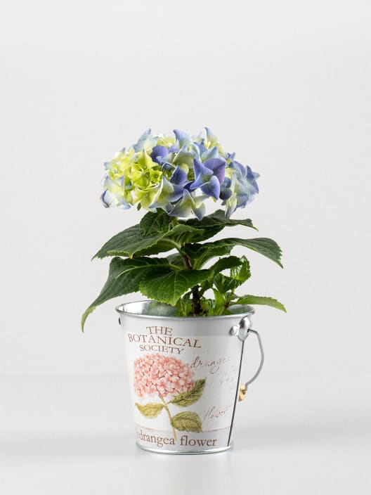 Hortensia Varios Colores con cubre macetas