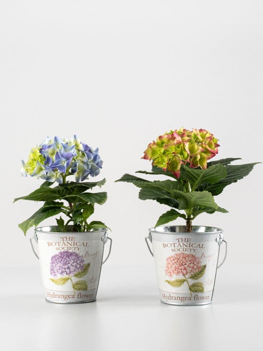 Hortensia Varios Colores con cubre macetas