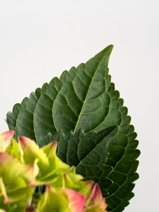 Hortensia Varios Colores con cubre macetas