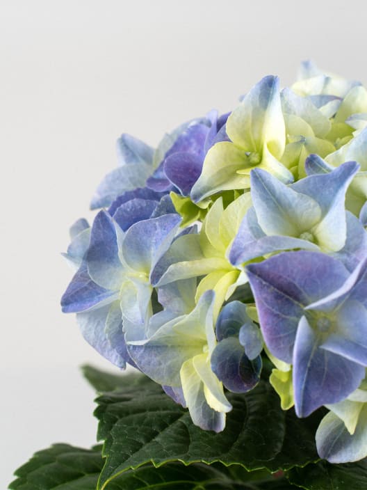 Hortensia Varios Colores con cubre macetas