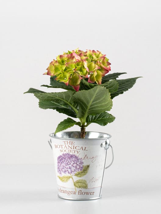 Hortensia Varios Colores con cubre macetas