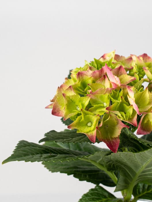 Hortensia Varios Colores con cubre macetas