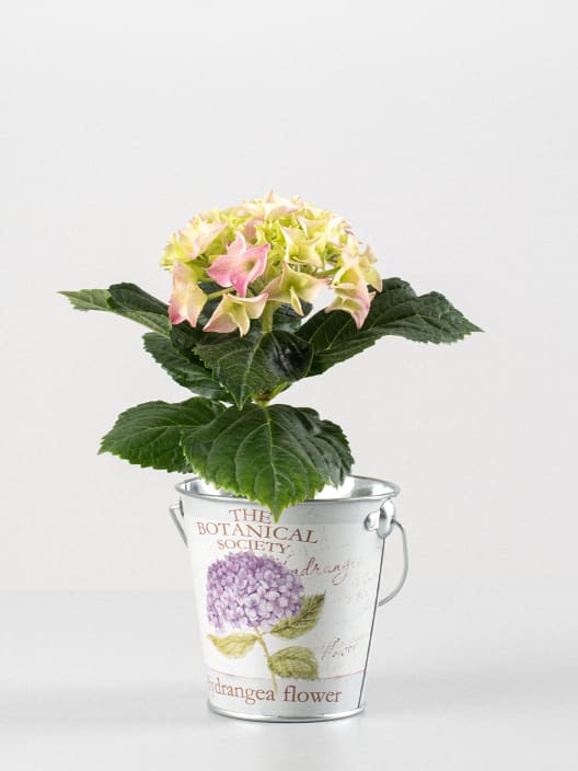 Hortensia Varios Colores con cubre macetas