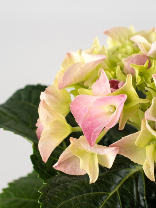 Hortensia Varios Colores con cubre macetas
