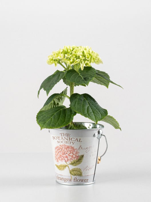 Hortensia Varios Colores con cubre macetas