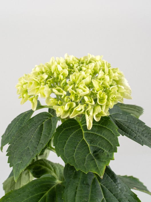 Hortensia Varios Colores con cubre macetas