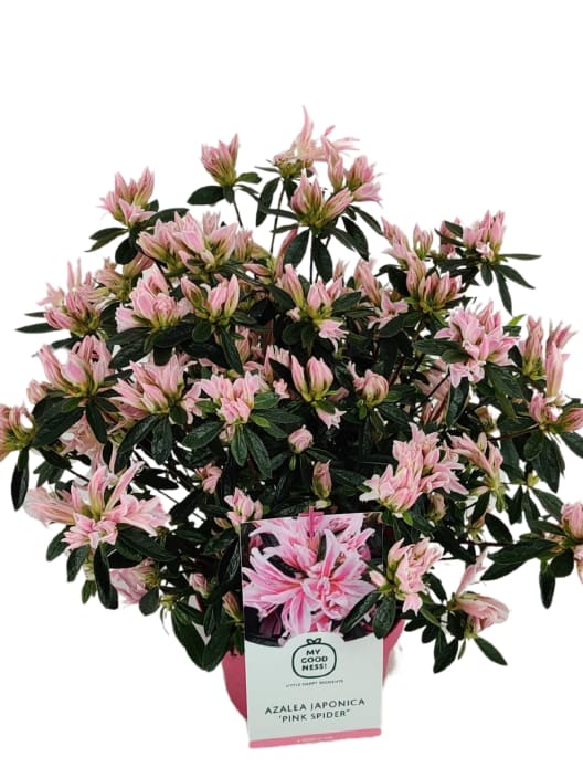 Azalea 'Pink Spider'