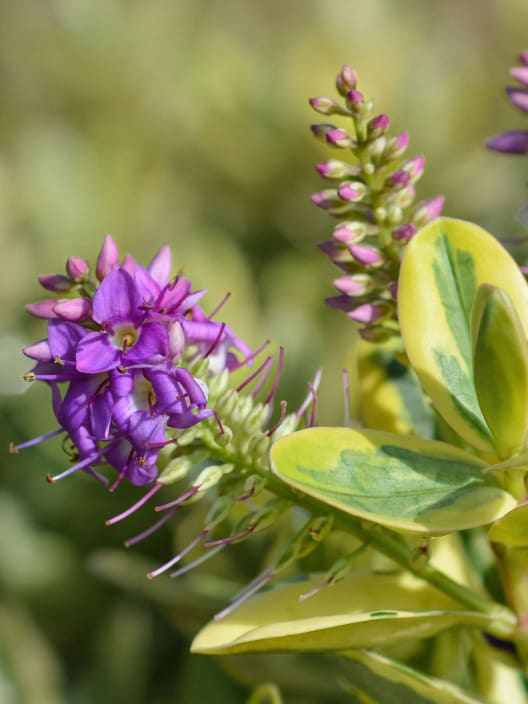 Hebe 'Variegata'