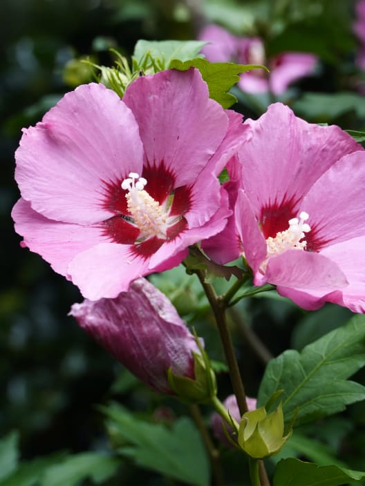 Hibiscus syriacus 'Pink Giant'
