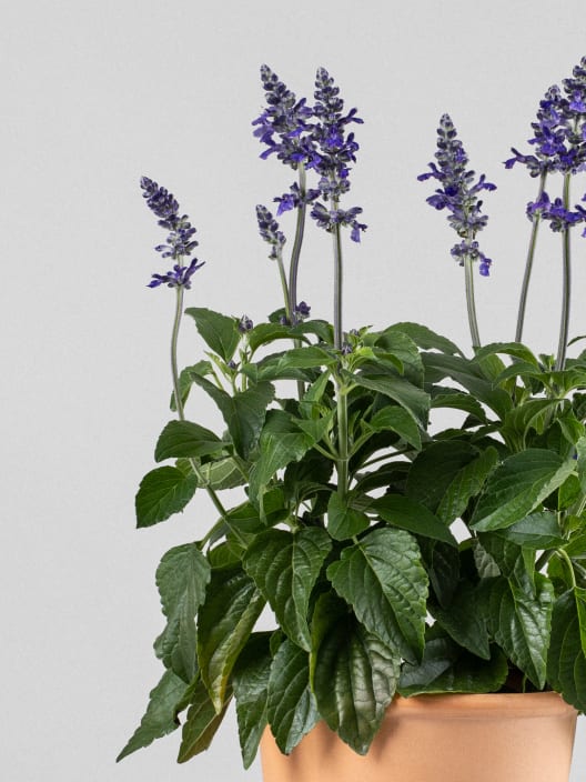Salvia 'Mystic'