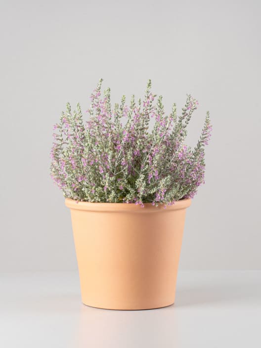 Teucrium marum - Tomillo de gato