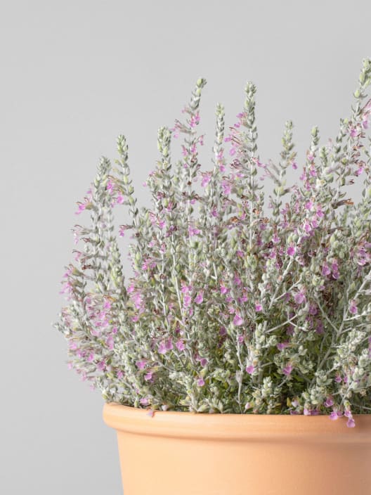 Teucrium marum - Tomillo de gato