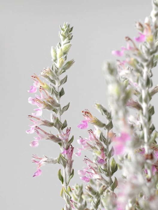 Teucrium marum - Tomillo de gato