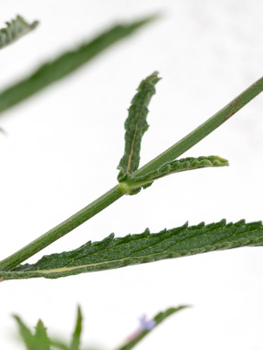 Verbena bonariensis
