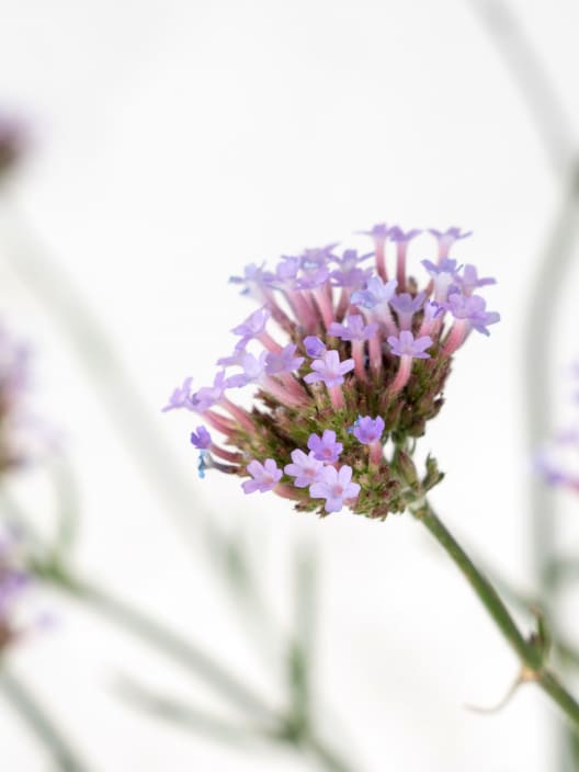 Verbena bonariensis