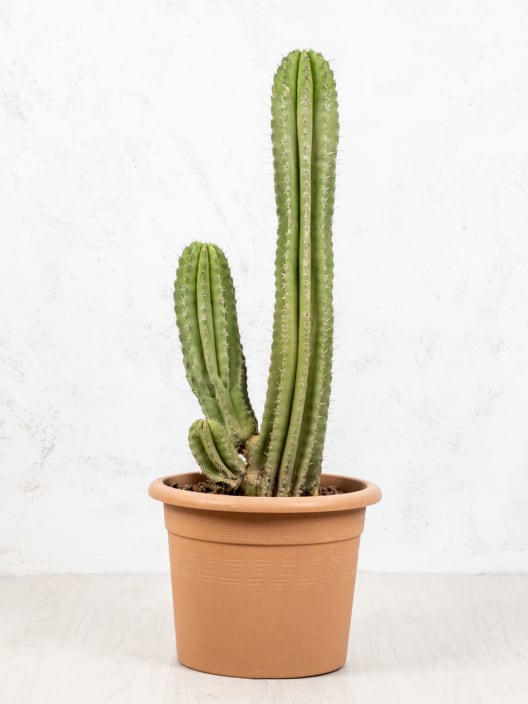 Polaskia chichipe