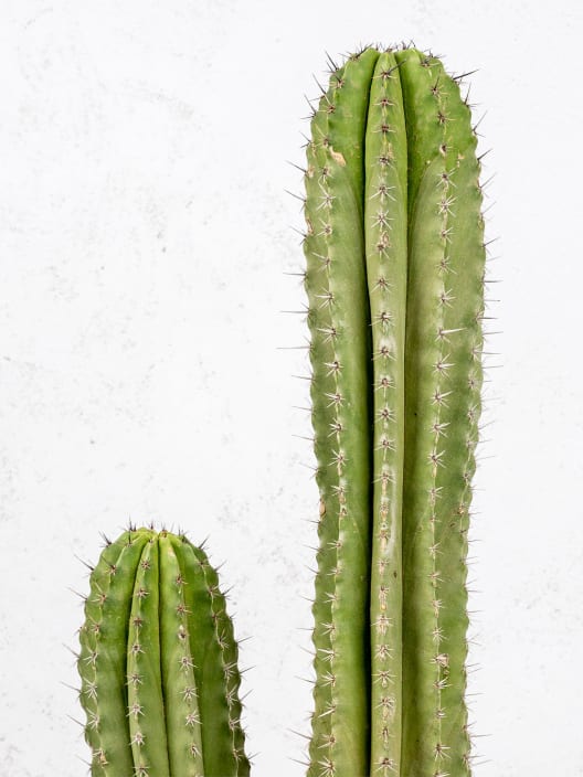Polaskia chichipe
