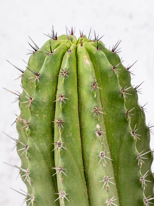 Polaskia chichipe
