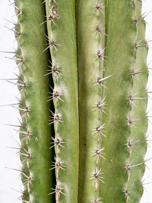 Polaskia chichipe
