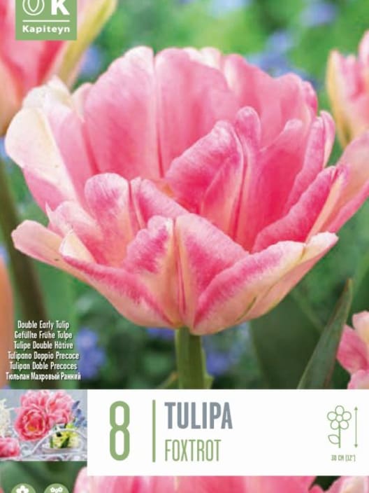 Bulbos de Tulipán 'Foxtrot'