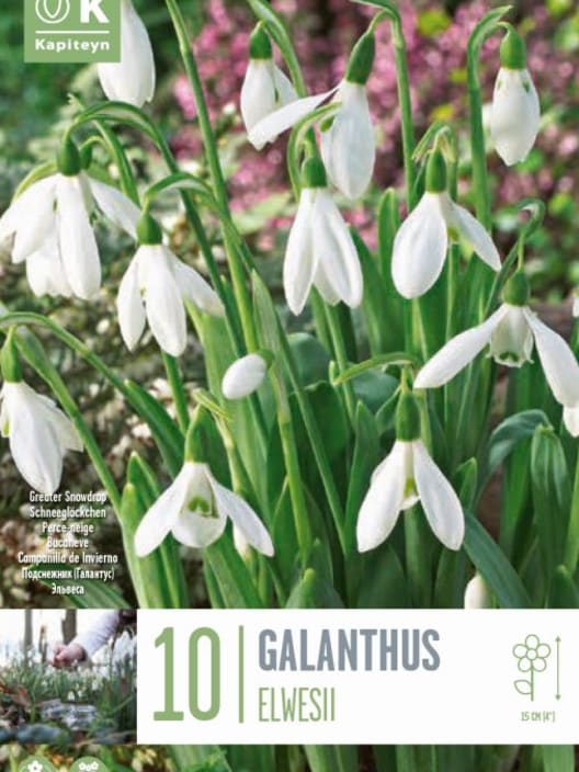 Bulbos de Galanthus elwesii