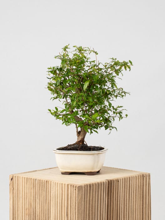 Bonsai Granado (Punica granatum)
