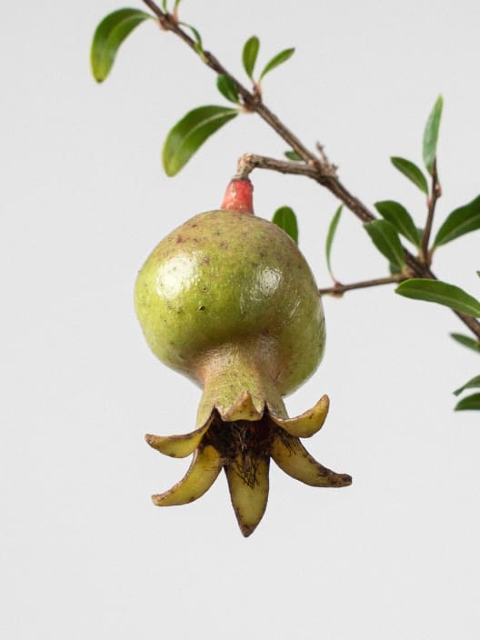 Bonsai Granado (Punica granatum)